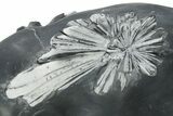 Polished Free-Standing Chrysanthemum Stone - China #352124-4